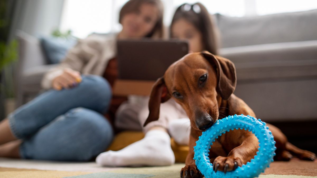 Existe convênio para pets sem carência? Saiba como funciona